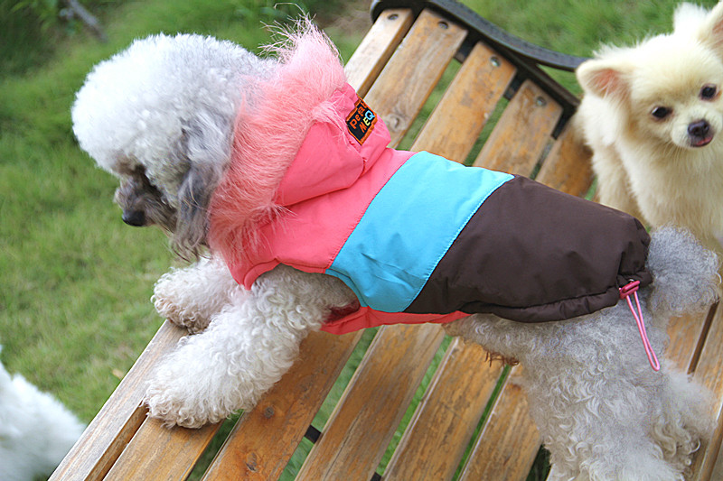 狗狗阵痛多久生——揭开狗狗分娩的神秘面纱